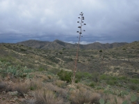 Rainy day in the desert